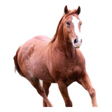 Cavalo Quarto De Milha Qm Puro Po Registrado Ranch Sorting
