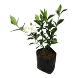 1 Muda De Jasmim Do Cabo - Gardenia Jasminoides - 30cm