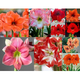 Bulbos De Amaryllis Simple Tamaño 26-28 Novedad 2019