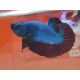 Peixe Betta De Linhagem Plakat, Blue Red Dragon 