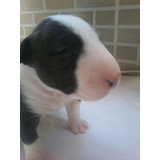 Bull Terrier Miniatura - Plantel 100% Pll Clear  