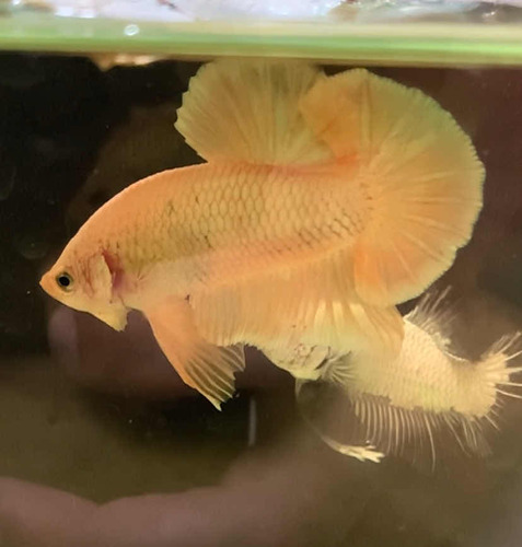 Betta Super Gold Pk Ohm