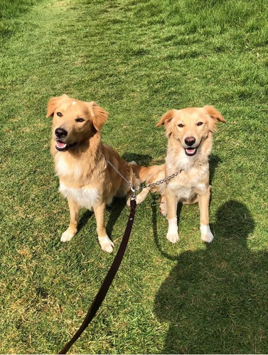 Cachorros Golden Retriever 2 Meses De Edad 