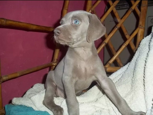 Weimaraner En Cordoba. Envios