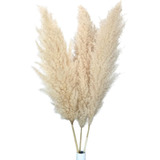 Ramillete De Pampas Naturales O Colas Zorro Para Decoración