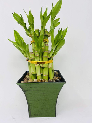 20 Pz De Bambu Chino De La Suerte (planta Lucky Bamboo)