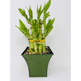 10 Pz De Bambu Chino De La Suerte (planta Lucky Bamboo)