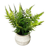 Helecho Con Macetero - Planta Artificial Decorativa