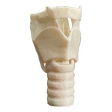 Laringe Anatomía Modelo 3d Didáctico 30cm