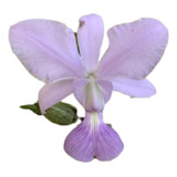 Orquídea Cattleya Walkeriana Coerulea -  Adulta Toquinho