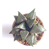 Muda Suculenta Haworthia Badia Hinototi Agave Echeveria