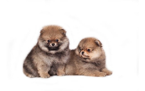 Pomerania Cachorrito Dog Disponible Puppy Dogs
