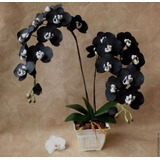 100 Semillas De Orquídea Black ( Germinación Rápida )