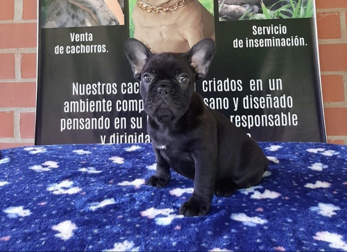 Cachorros Bulldog Francés Manto Negro Perros Girón Florencia