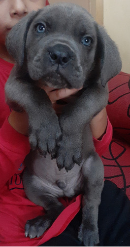 Cachorros Cane Corso 