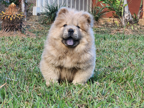 Filhotes Chow Chow-chow  Linhagem Americana