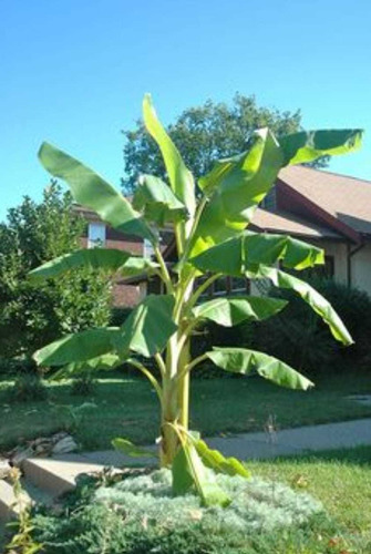 Plantas Bananos