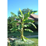 Plantas Bananos