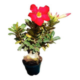 Bonsai Rosa Do Deserto 5 Anos Já Fertilizada , Fotos Reais .