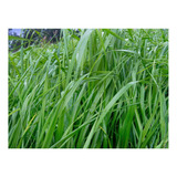 Semilla Forrajes Pastos Ryegrass Aubade Cer Clima Frío 5 Lb