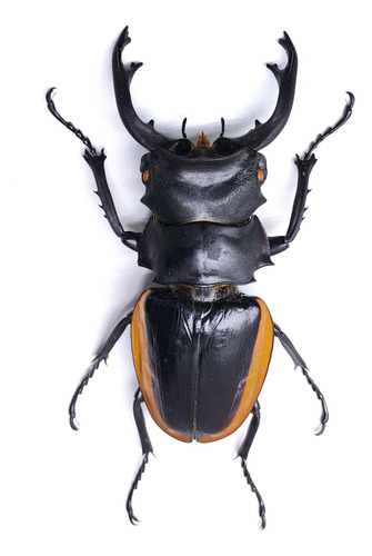 Entomología Insectos Disecados Escarabajos Gigantes