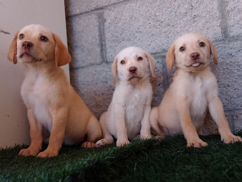 Labrador Dorado Cachorros Machos.