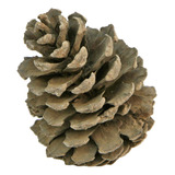 Piñas Pino Naturales Adorno Decoracion Navidad Mylin 96pz