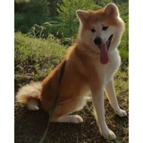 Akita Inu Filhotes Maravilhosos