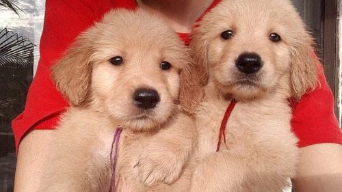 Cachorros Golden Retriever Perros En Venta En Palmira