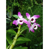 Paquete De 2 Dendrobium Mas Envio 