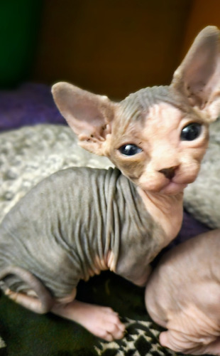 Gato Egipcio Sphynx Sin Pelo  Pelado Criadero Legal