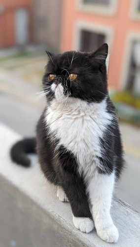 Gata Persa Exótica Adulta 