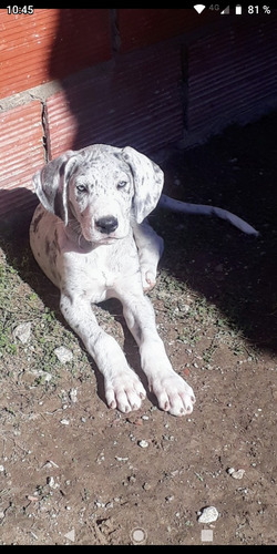 Cachorros Gran Danés 