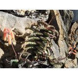 Aloe Castilloniae (gasteria, Haworthia, Lithops).