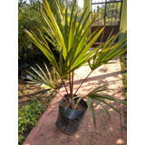 Palma Latania Lontaroides  (palma Exotica Roja)