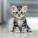 American Shorthair Lindos Filhotes 