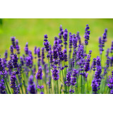 Pack De 10 Lavanda Francesa Planta Ornamental