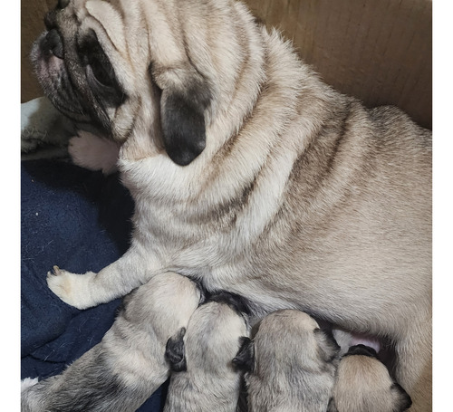 Se Venden Cachorros Pugpoo De 2 Meses .lindos Y Únicos