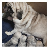 Se Venden Cachorros Pugpoo De 2 Meses .lindos Y Únicos