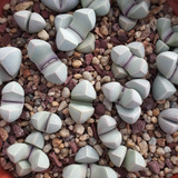 50 Semillas De Lapidaria Margarethae (cactus Piedra/suculen)