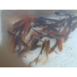 Peces Carpas Koi Brillantes, Veliferas 5 Cm