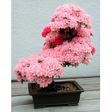 Cherry Tree Rosa Cerejeira Sakura Bonsai - Sementes Flor