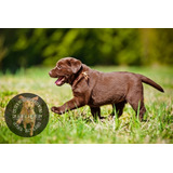 Cachorros Labrador Chocolate Hermosos, 100% Premium