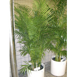 Areca Bambu ( Muda Toiceira  )