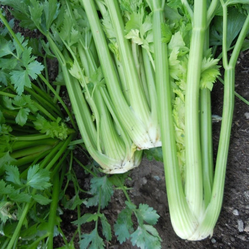 Semillas Apio Ensalada  Bella Huerta Epoca De Siembra