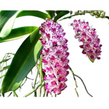 Orquidea Rhynchostylis Gigantea Spots ( Adulta )