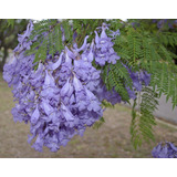 Arbol Lluvia De Oro,jacaranda Y Palmera