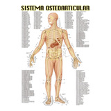 Posters El Sistema Osteoarticular