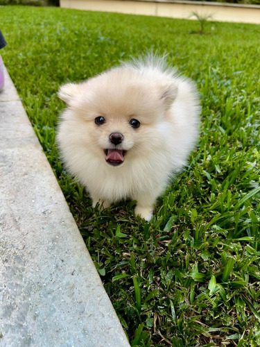 Duas Lindas Filhotes De Lulu Da Pomerânia Spitz Alemão Anão