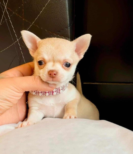 Únicos Chihuahua De Bolsillo